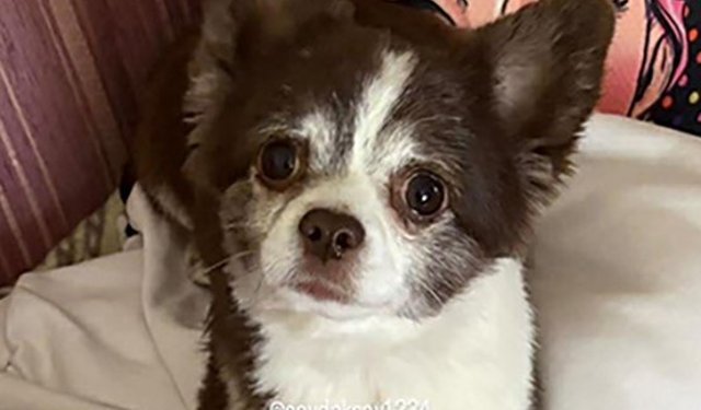 Ürgüp’te Kayıp Köpek