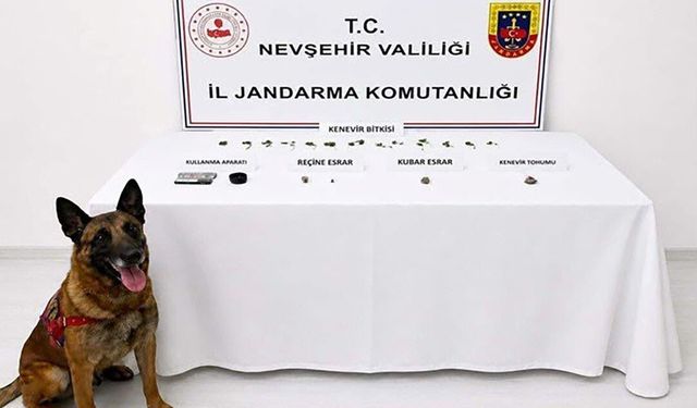Nevşehir'de Jandarmadan Narkotik Operasyonu: 248 Kök Kenevir ve Uyuşturucu Madde Ele Geçirildi.