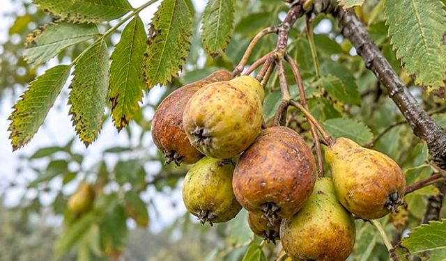 İlk Gören Bozuldu Sanıyor! Üvez Meyvesinin Lezzeti Bekledikçe Ortaya Çıkıyor.