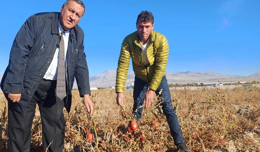 CHP Niğde Milletvekili Ömer Fethi Gürer, tarlada ürünü çöp olan domates üreticisini ziyaret etti.