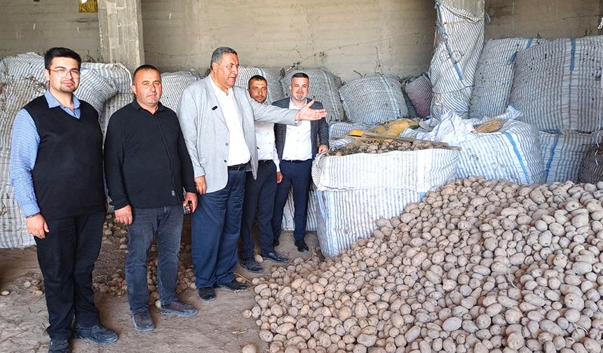 Patates küçük çiftçiyi güldürmedi