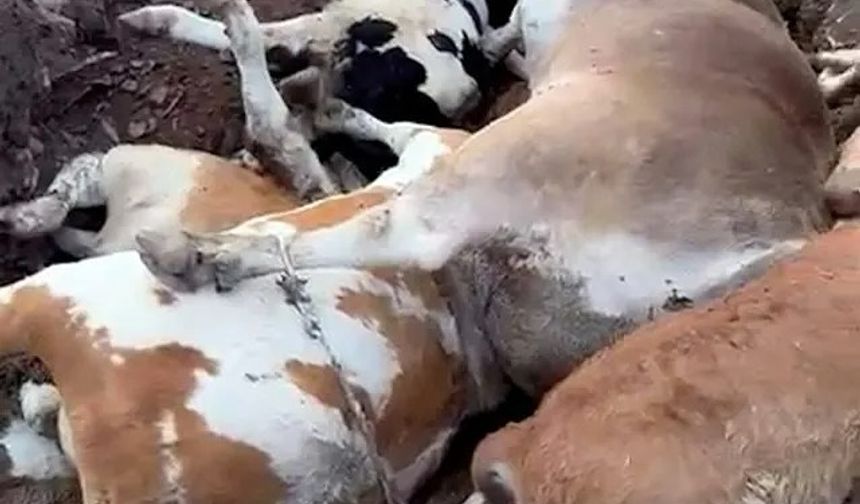 Ardahan’da Hayvan Katliamı: Şap Salgını 10 Bini Aştı, Zarar 1,5 Milyar TL