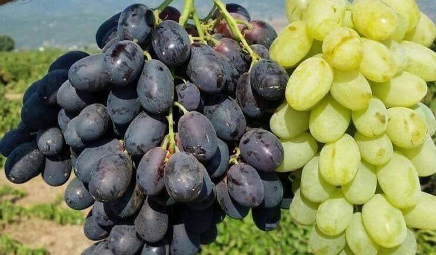 Üzüm fiyatını gören şaşırıyor!