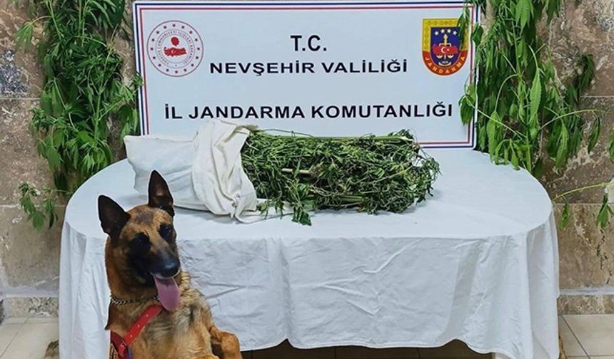 Nevşehir’de Kenevir Baskını: Kilolarca Uyuşturucu Ele Geçti!
