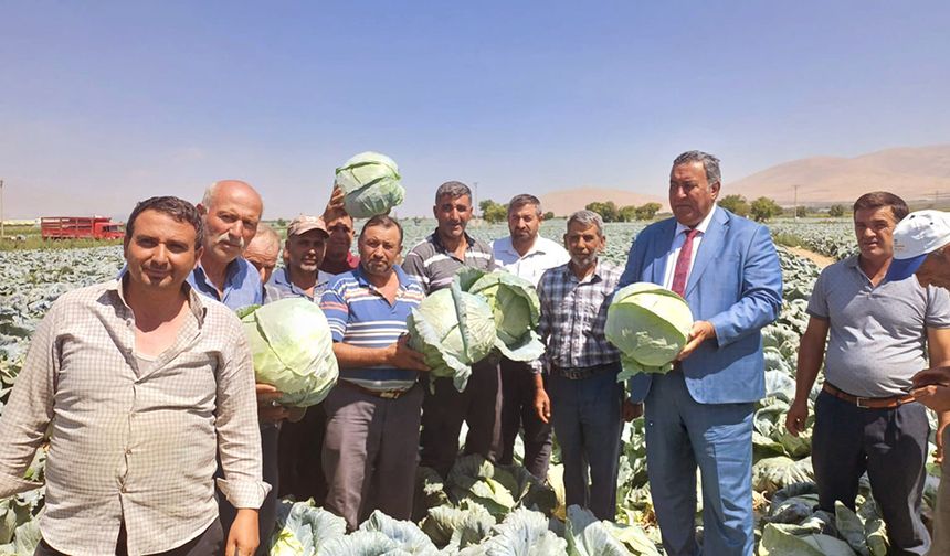 NİĞDE’DE LAHANA HASADI BAŞLADI