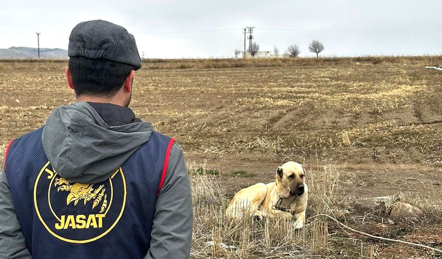 Köpek Dövüşüne Jandarmadan Müdahale