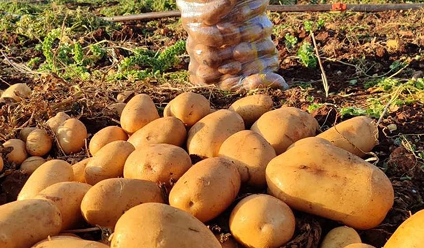 Bakın patates kaçtan gidiyor!
