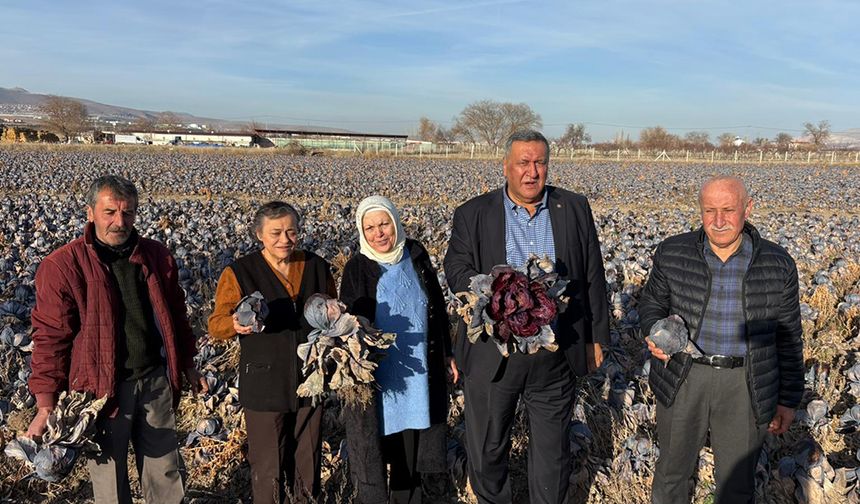 Gürer: “Kara Lahana Tarlada Kaldı, Markette Fiyatı Katladı”