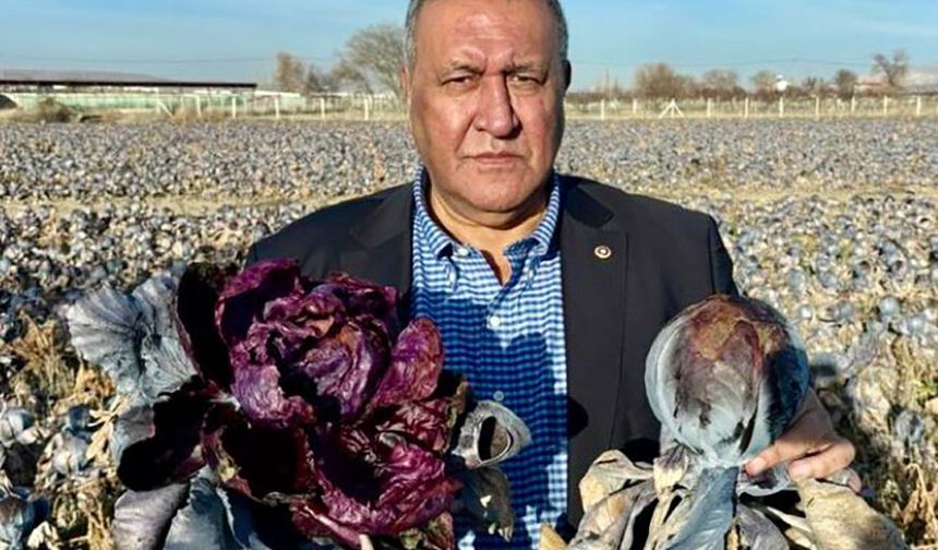 Tarımda Alarm Zilleri: Gürer’den 2025 Üretim Verileriyle Sert Eleştiri.