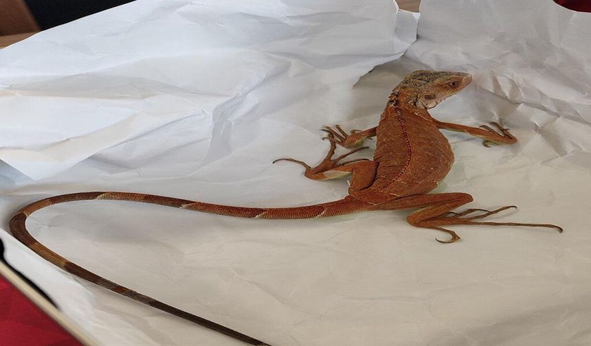 Nevşehir’de İzinsiz İguana Bulunduran Şahsa 15 Bin TL Ceza.