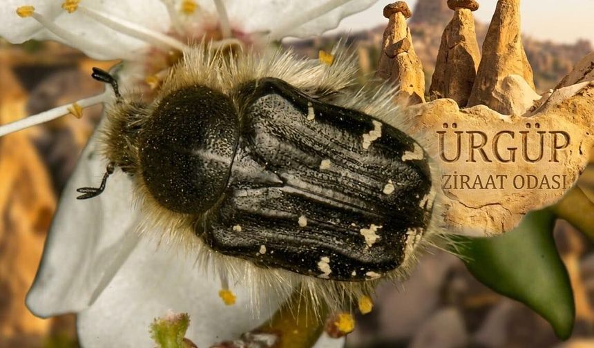 Ürgüp’te Meyve Ağaçlarının Düşmanı: Çiçek Böceğine Karşı Etkili Mücadele Yöntemleri