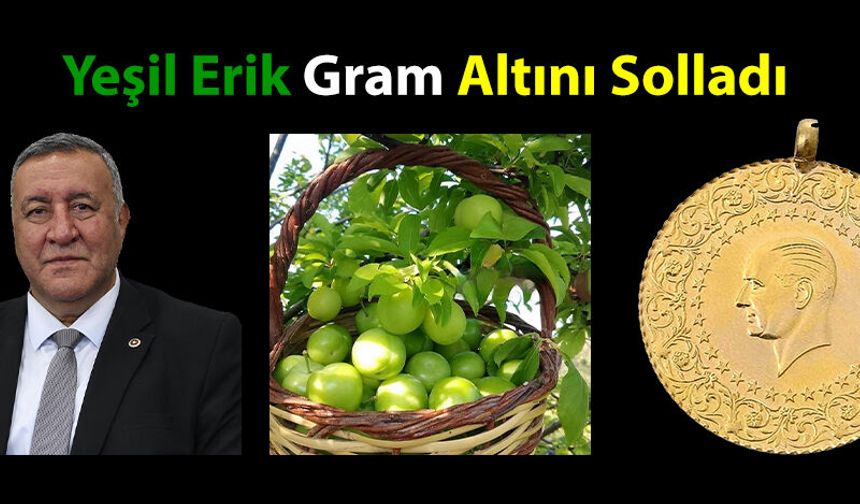 Gürer: “Yeşil Erik Gram Altını Solladı”
