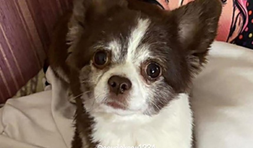 Ürgüp’te Kayıp Köpek