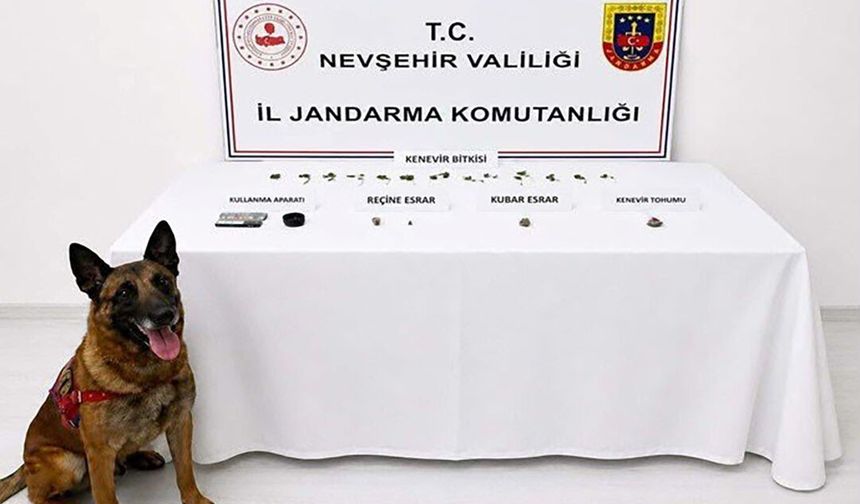 Nevşehir'de Jandarmadan Narkotik Operasyonu: 248 Kök Kenevir ve Uyuşturucu Madde Ele Geçirildi.