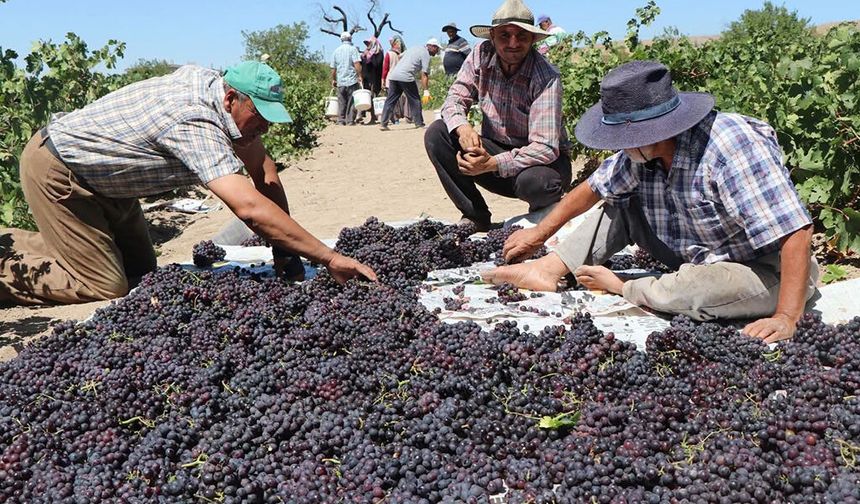 Nevşehir’in Meşhur Sofralık Üzümünde Kurutma Mesaisi Başladı.