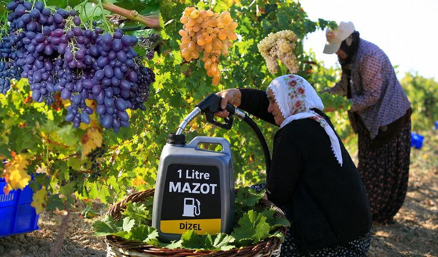 ÜZÜMDE BÜYÜK FİYAT ÇÖKÜŞÜ: 25 LİRADAN 9 LİRAYA!