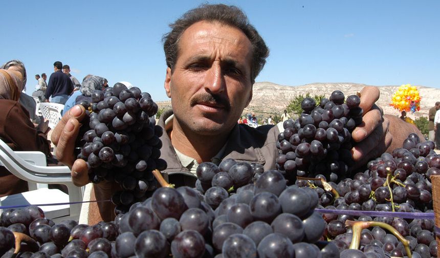 ÜRGÜP’TE ÜZÜM ÜRETİCİSİ İSYANDA: GEÇEN YIL 23 LİRAYDI, BU YIL 8 LİRAYA DÜŞTÜ! “ÜRETİCİNİN EMEĞİ YOK SAYILIYOR!”