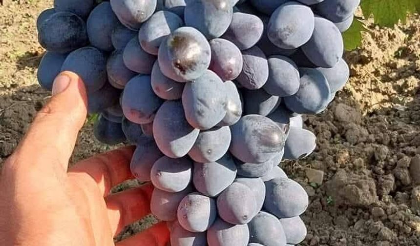 1 Bardak Çay, 1,5 Kilo Üzüm! Nevşehir’de Üreticinin Fiyat Tepkisi.