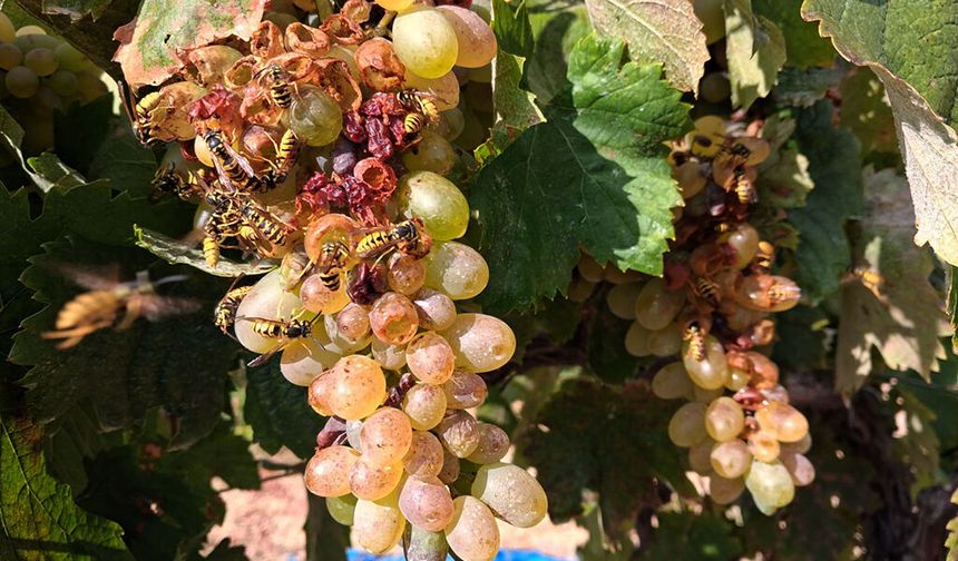 🍇🐝 ARILARIN ÜZÜM ÜRETİCİLERİNE SELAMI VAR!