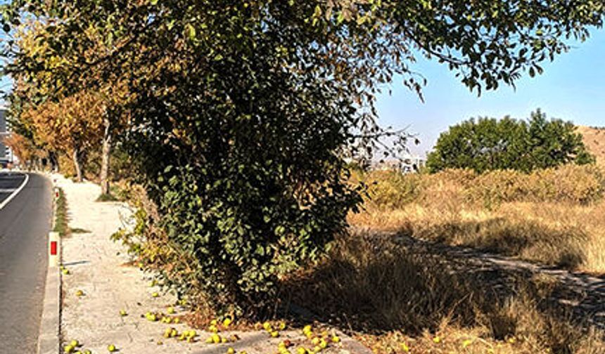 Meyve ağaçlarını soğuk vurduğunda üzülüyorum… 🍂